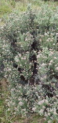 Ozothamnus leptophyllus
