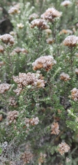 Ozothamnus leptophyllus