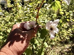 Rubus neomexicanus