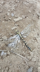 Ophiogomphus occidentis