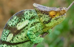 Calumma parsonii parsonii