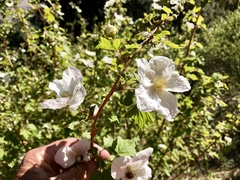 Rubus neomexicanus