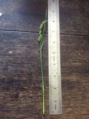 Phalaris caroliniana