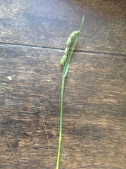 Phalaris caroliniana
