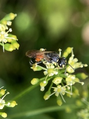 Hylaeus ornatus