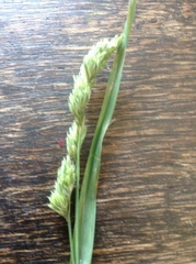 Phalaris caroliniana