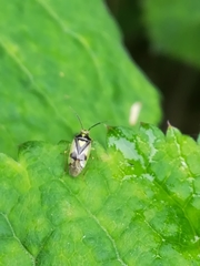 Orthops
