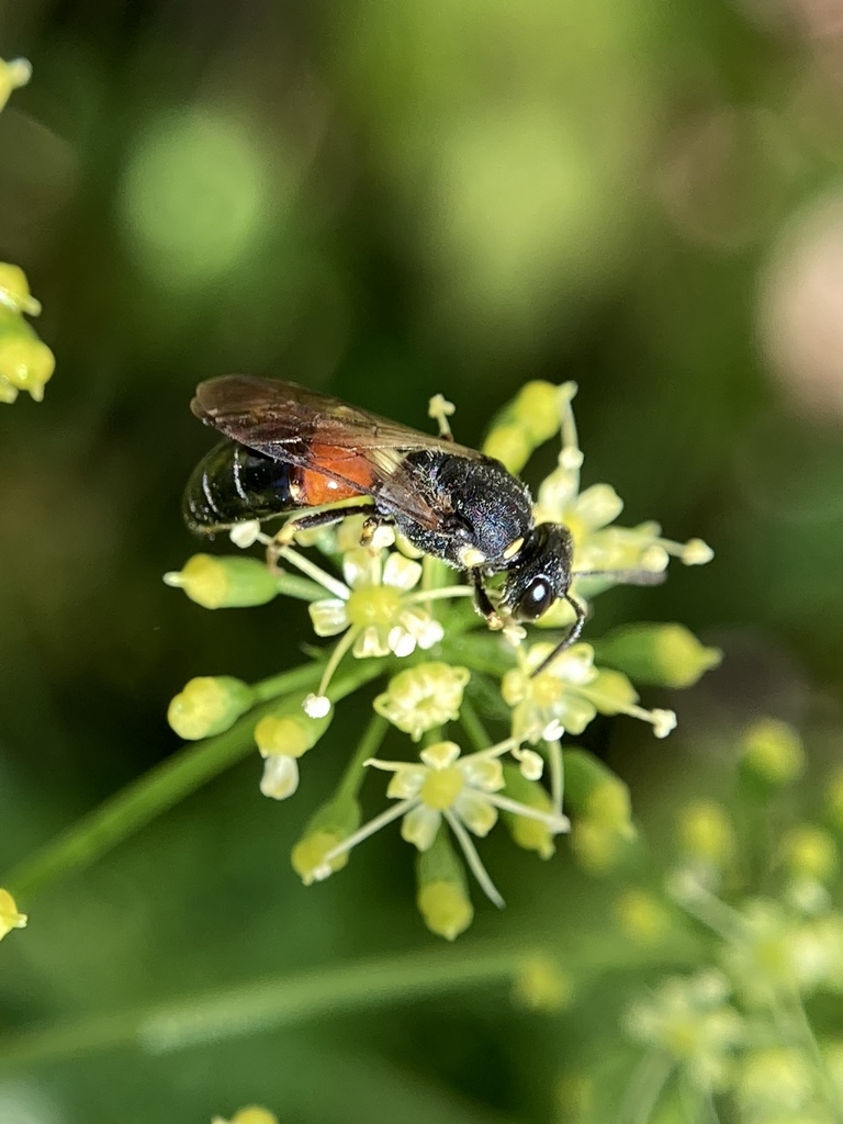 Ornate Masked Bee