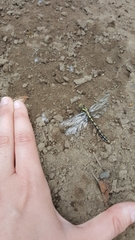 Ophiogomphus occidentis