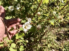 Rubus neomexicanus