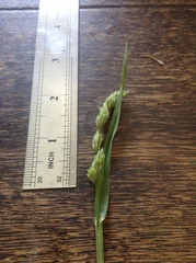 Phalaris caroliniana