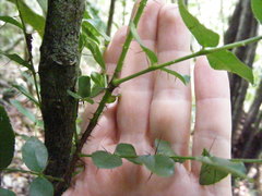 Zanthoxylum caribaeum