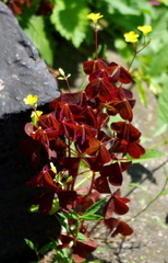 Oxalis stricta rufa