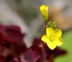 Oxalis stricta rufa
