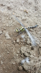 Ophiogomphus occidentis