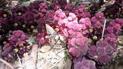 Bdallophytum americanum