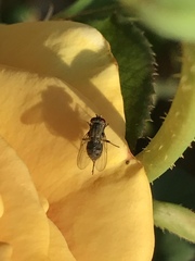 Muscidae