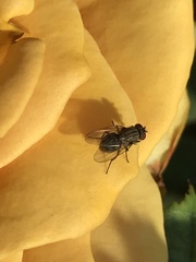 Muscidae