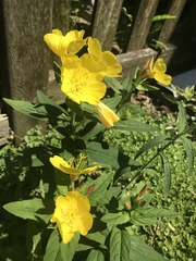 Oenothera pilosella