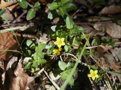 Lysimachia nemorum
