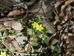 Lysimachia nemorum