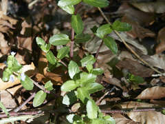 Lysimachia nemorum