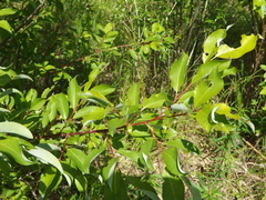 Salix taraikensis