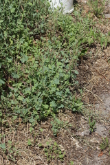 Puccinia pedunculata