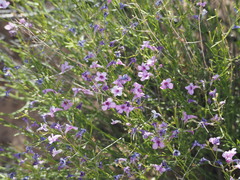 Penstemon ambiguus