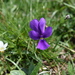 Viola bubanii - Photo (c) javierba, some rights reserved (CC BY-NC), uploaded by javierba