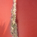 Calamagrostis × baltica - Photo (c) mareike96, algunos derechos reservados (CC BY-NC), subido por mareike96