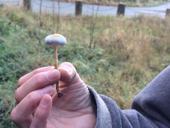 Tympanella galanthina