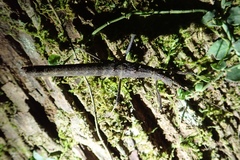 Neohirasea hongkongensis