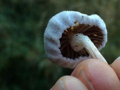 Tympanella galanthina