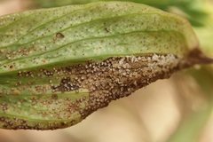 Puccinia bupleuri
