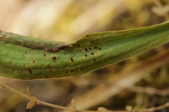 Puccinia bupleuri