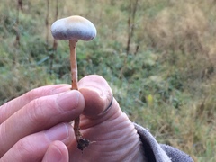 Tympanella galanthina