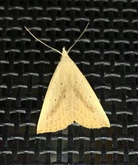 Macrochilo louisiana