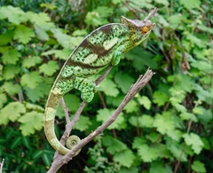 Calumma parsonii parsonii