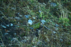 Melanodera xanthogramma