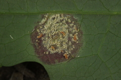 Puccinia opizii