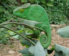 Calumma parsonii parsonii