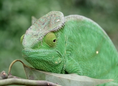 Calumma parsonii parsonii