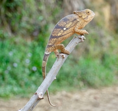 Calumma parsonii parsonii