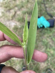 Dichanthelium leibergii
