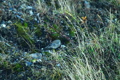 Melanodera xanthogramma