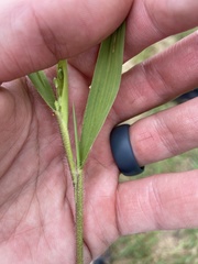 Dichanthelium leibergii