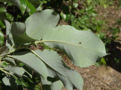 Salix abscondita