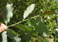 Salix abscondita