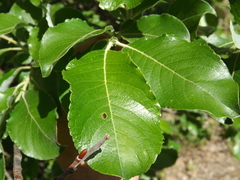 Salix abscondita